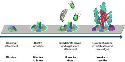 Marine Natural Products: A Promising Source of Environmentally Friendly Antifouling Agents for the Maritime Industries